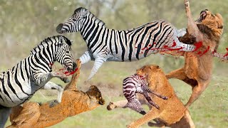 Zebra Fights Back And Kills Lions To Save The Baby And Prove Who Is The King - Lion Vs Zebra