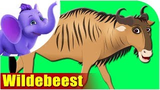 Animal Songs for Kids  Wildebeest Song