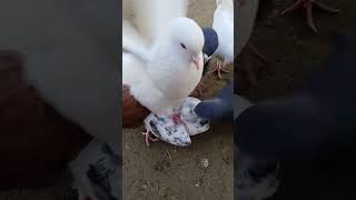 Lakaa Pigeon