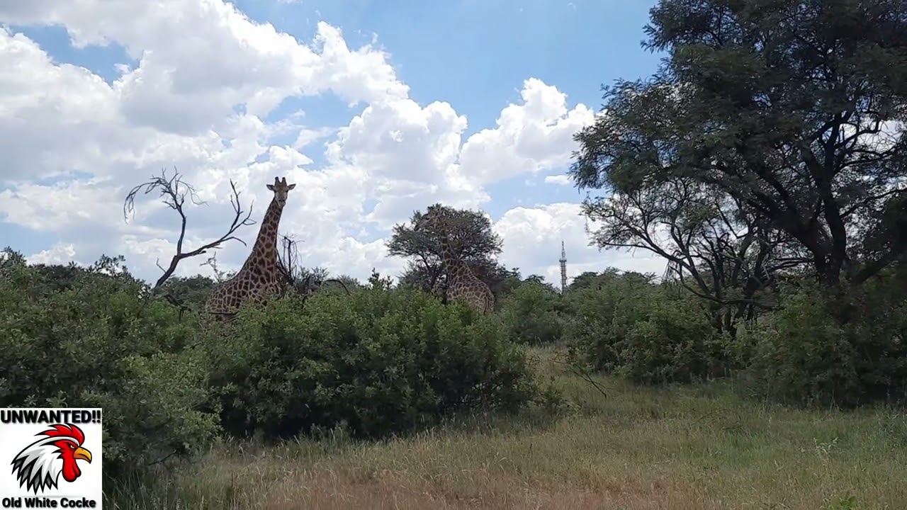 Walking with 'The Beasts of the fields' in Gauteng- Why I love living here....