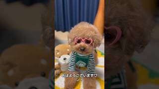 週の後半は疲れが出てくるけど日曜日まであと少しだから頑張ろうと思うトイプードル❗️ #トイプードル #おすすめ #犬のいる生活 #犬のいる暮らし #トイプードルのいる暮らし