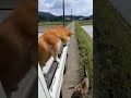 こ、こけたわけじゃないワン!着地に失敗したことを転がってごまかそうとする柴犬と純粋に心配する猫。
