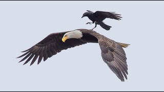 Ворона села на орла в полете! Могут ли птицы садиться друг на друга во время полета?