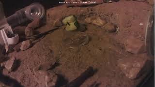 🐜 Arena, Day 2070 #1, Messor Barbarus Ant Farm Video Diary