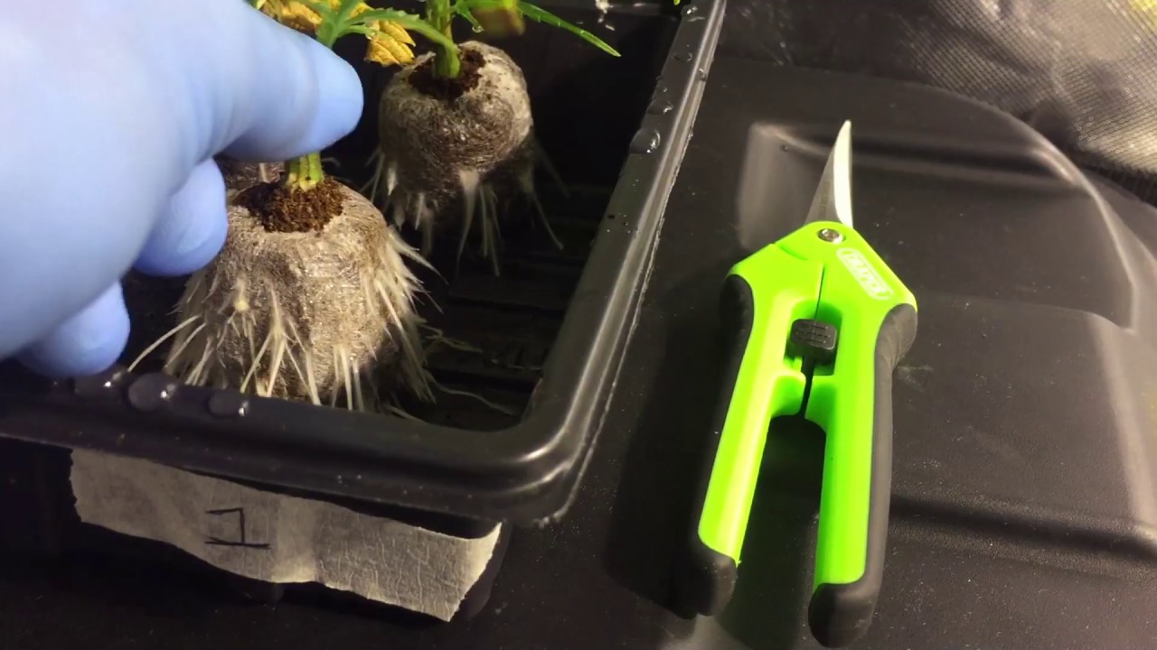 StarDawg - 20 plant SOG