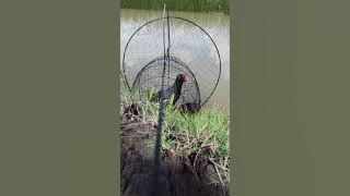 chích mồi kiu hay ae xem vui