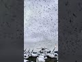 millions of goose, rainout #goosehunting #geesehunting #hunting