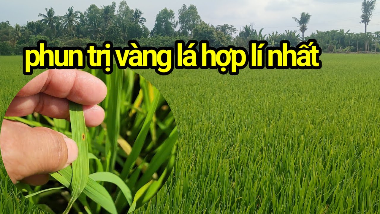 Công thức phun trị vàng HỰC LÁ CHÂN- dưỡng cây XANH LẸ- trổ sung