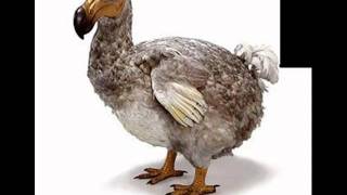 Death Of A Dodo