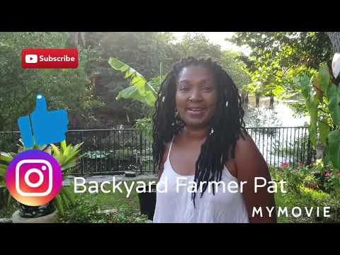 Fall Veggies, Garlic, Cassava,  Yams and Full Garden walkthrough with updates
