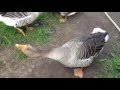 Гуси атакуют/ Geese attack