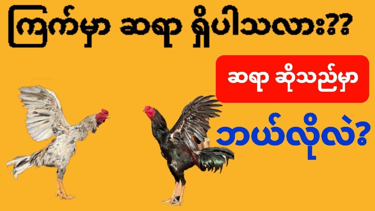 @#ကြက်လောကမှာ ဆရာဆိုတာရှိပါသလား??ဆရာဆိုသည်မှာ ဘယ်လိုလူမျိုးကိုခေါ်တာလဲ??