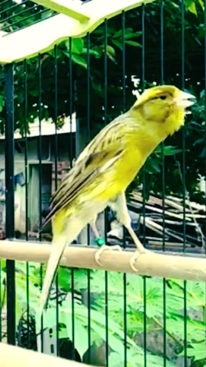 Kenari Scotch Fancy Gacor