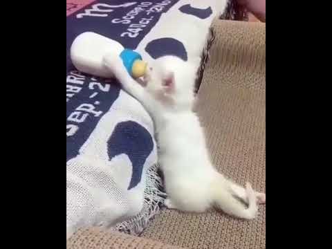 Anak kucing minum susu pake botol dot // Kitty drinks milk - YouTube