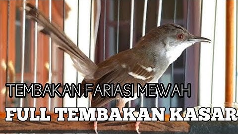 Masteran Prenjak Vs Ciblek Gacor dor Brem Rapat Tanpa Jeda