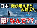 【海外の反応】オーストラリアに巨大ブーメラン炸裂!捕鯨に反対してクジラが増えたらサメ被害が急増!海外「そうだ日本人に聞こう!」【世界のJAPAN】リメイク