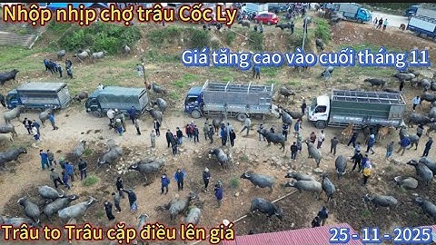 Nhộp nhịp chợ trâu Cốc Ly giá cả trâu tăng cao trong ngày 25 tháng 11 năm 2025