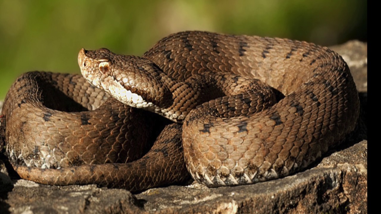 Soliloquios de Belén - El Áspid