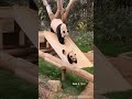 Incredible Animal Transformation | Panda, Hippo &amp; Horse Evolution 🐼