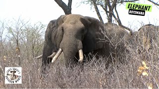 Huge Botswana Bull for FirstTime Elephant Hunter