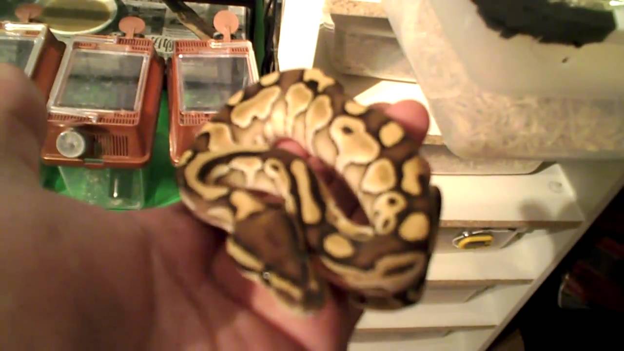 video phone beyonce mp3 My 2101 baby lesser girl