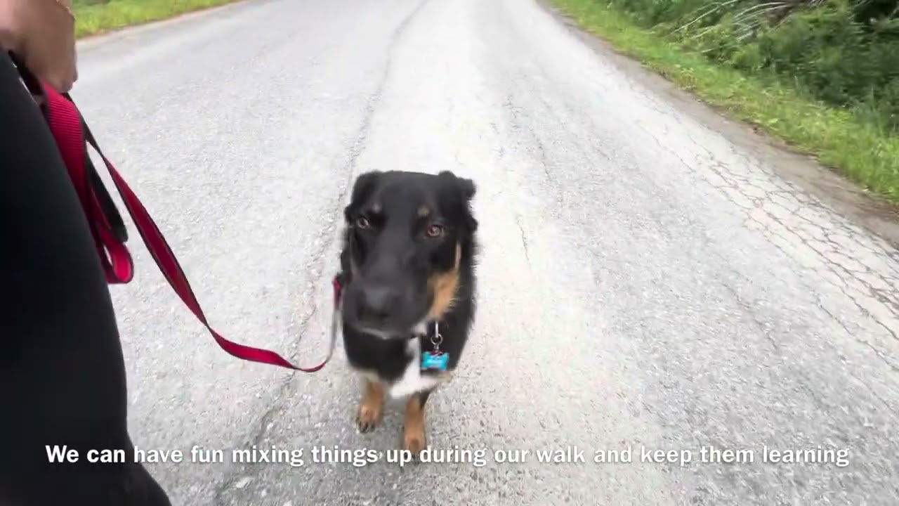 Field trip w/ previously reactive Aussie & German Shepherd mix - Balanced Dog Training