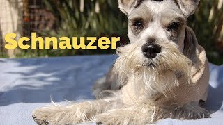 Schnauzer 🐕 Perro con Barba 🤪
