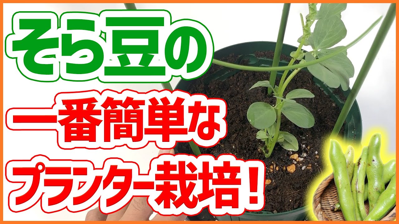 家庭菜園 ソラマメ の一番簡単なプランター栽培方法 １２月でも植えられます アブラムシ対策も解説 シェア畑 ベランダ菜園 そら豆 Youtube