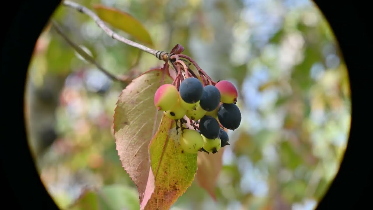 Viburnum lentago (Nannyberry)