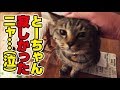 毎日一緒の猫さんと3日振りに再会してみた結果…