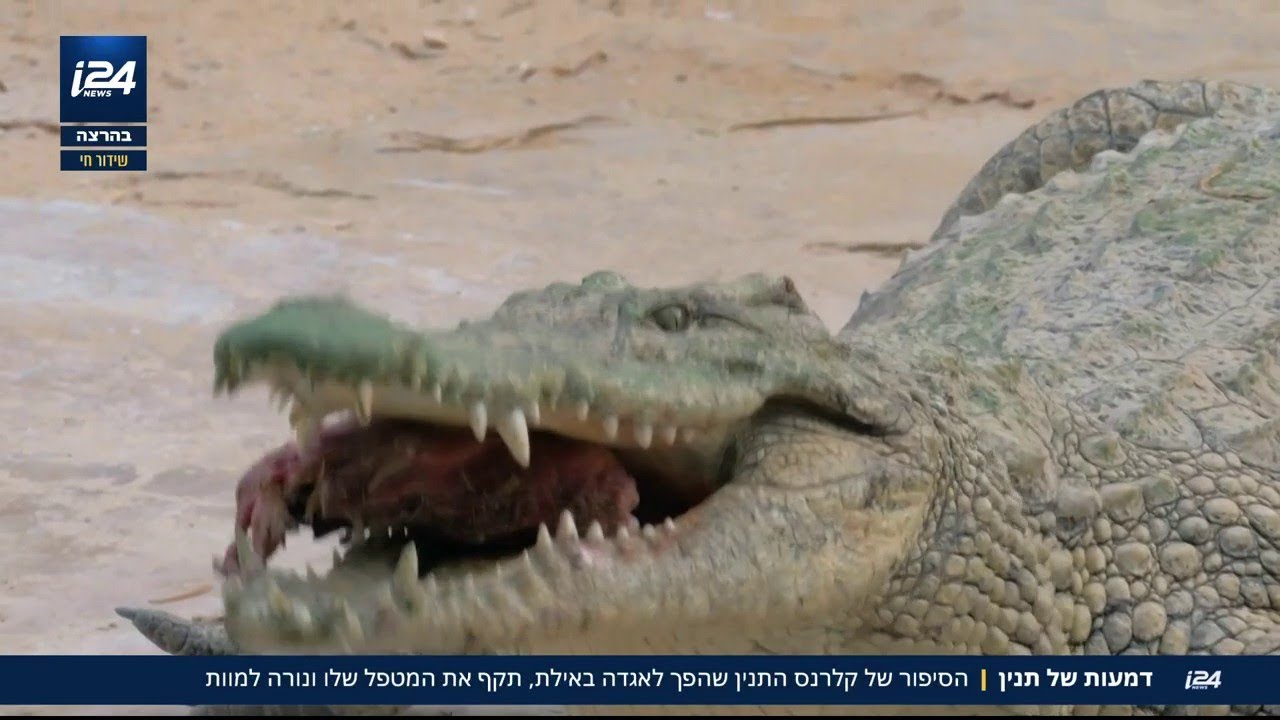 דמעות של תנין: הסיפור של קלרנס התנין שהפך לאגדה באילת, תקף את המטפל שלו ...