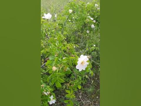 Крымский лимонник ! - YouTube
