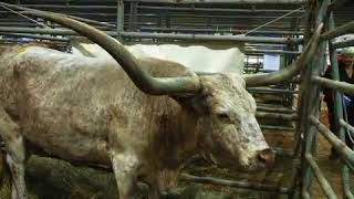 The Texas Longhorn World Championship  (2008-10-03)