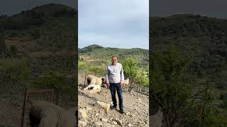 Koyunculuk Sizi Zengin Edermi?#koyunculuk #küçükbaşhayvancılık #hayvancılık