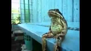 Смешные животные Ютуб Смешные животные Ютуб