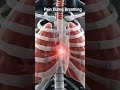 💔 A fractured rib can make every breath painful.#facts #healthcare #science #3danimation
