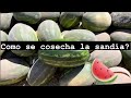 Como se cosecha la sandía? | how watermelon is harvested