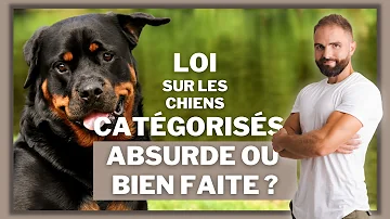 Est-ce que le rottweiler est catégorisé ?