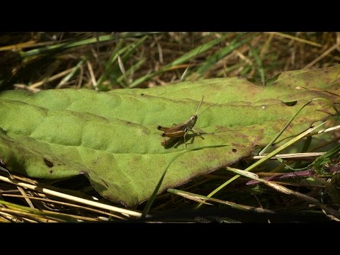 How To Catch A Grasshopper - London Wildlife