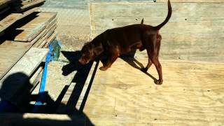 Renterrier Senor Clavo Cruz 122915