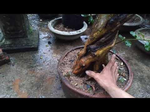 Video 10 tháng 11, 2022.glae cây sống khỏe.duối.trắc... - youtube