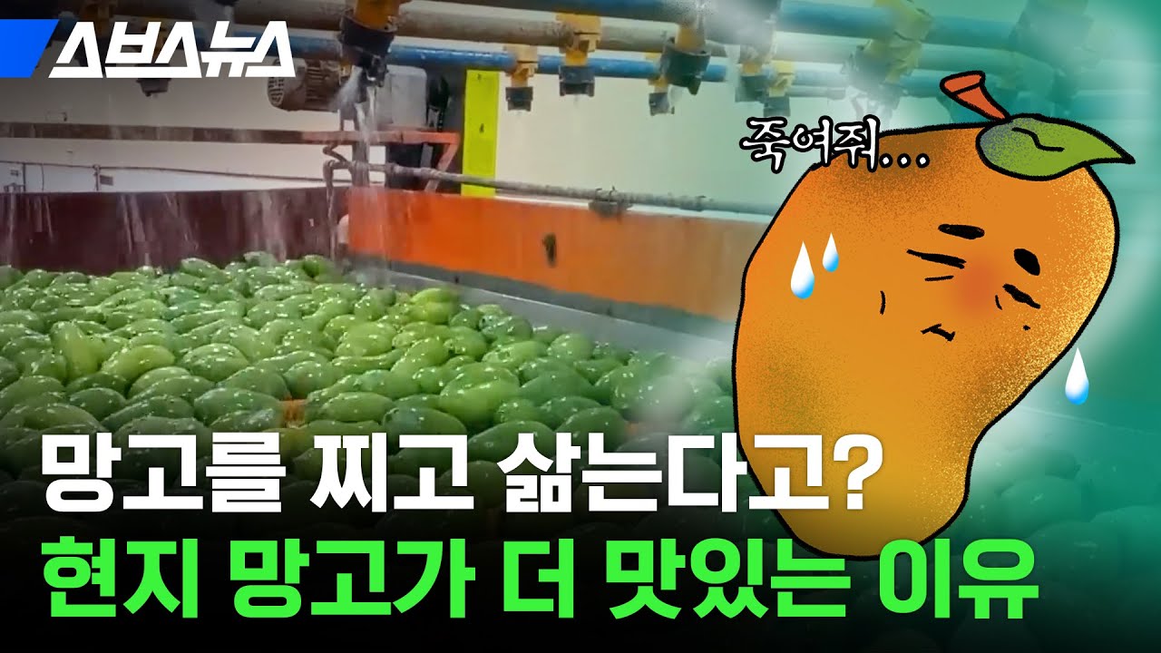 믿고 먹는 동남아 과일들, 왜 한국만 오면 그 맛이 안 날까? / 스브스뉴스