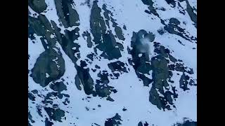 A Wild Cat Attacks Deer On Mountain Cliff And Falls From Cliff