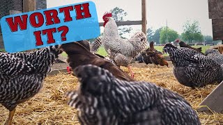 Is it financially worth it to raise chickens?