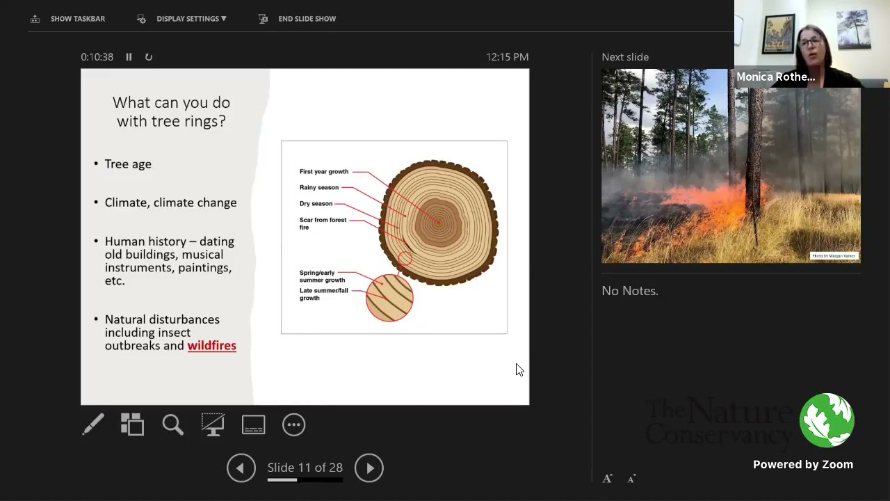 Using Tree Show Countrites Tree Rings Show History