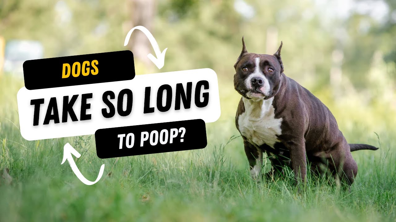 Why Do Dogs Take So Long to Poop? YouTube