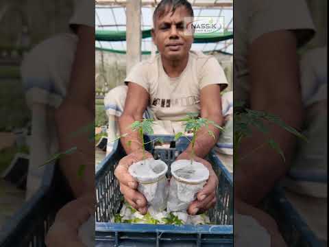 সঠিক জাতের পেঁপে চারা মানেই নিশ্চিত ফলন | Nashik Plant & Pot