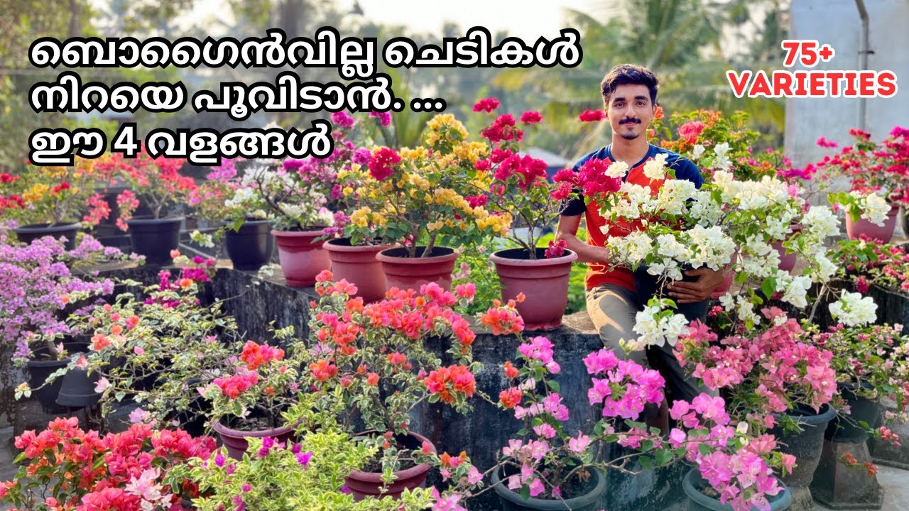 Bougainvillea Complete care | 4 Fertilizer , Pruning,Tips n tricks | ബോഗൈൻവില്ല നിറയെ പൂവിടും ✅