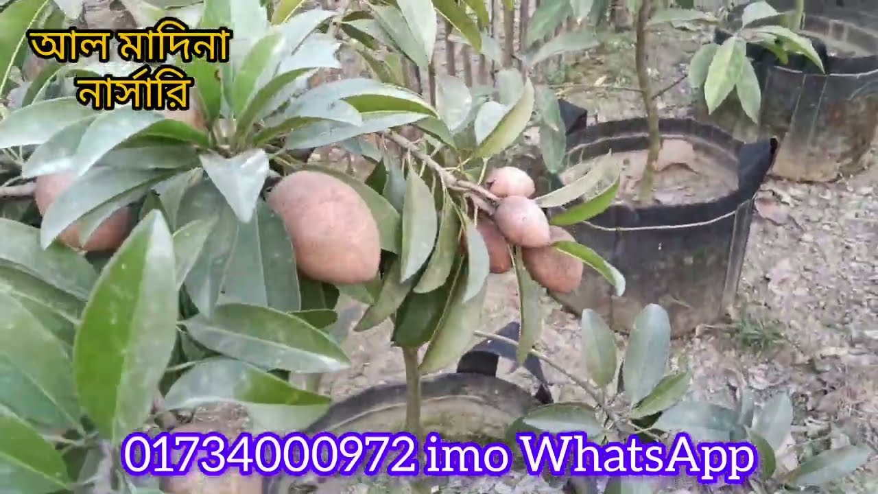 থাই বারোমাসি  লম্বা ছবেদা ফলসহ প্রিমিয়াম কোয়ালিটি মাতৃকলম চারাপেতে যোগাযোগ করুন 01734000972/imo/wh