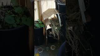 Jungtaube auf Entdeckung II